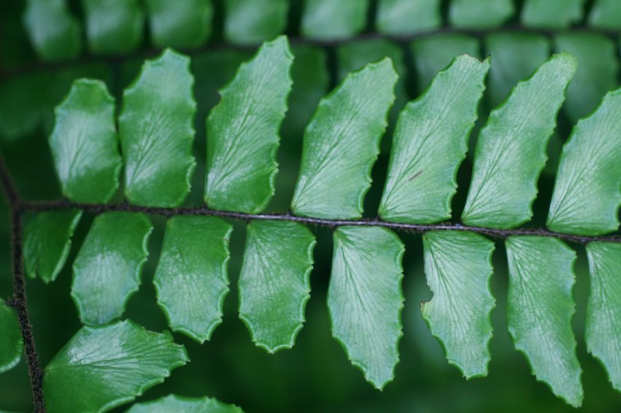 Pteridaceae Adiantum latifolium