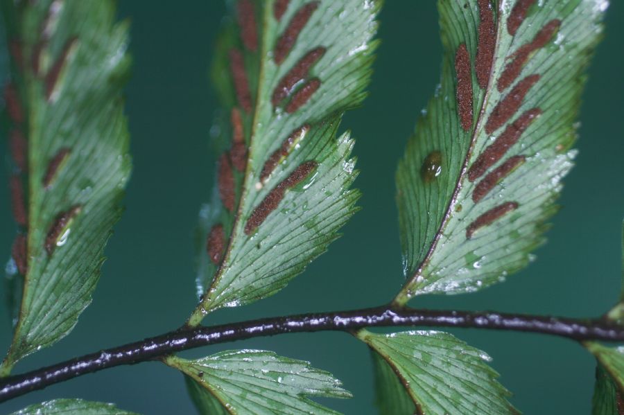 Aspleniaceae Asplenium serra