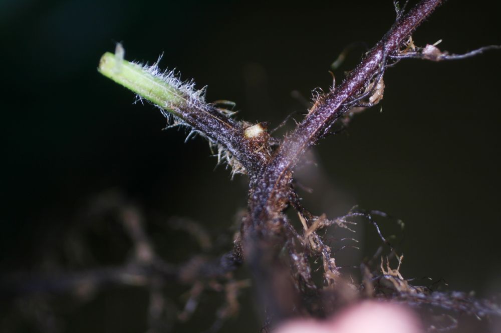 Dennstaedtiaceae Hypolepis hostilis