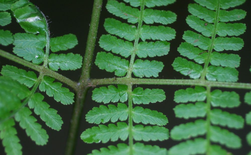 Dennstaedtiaceae Hypolepis hostilis