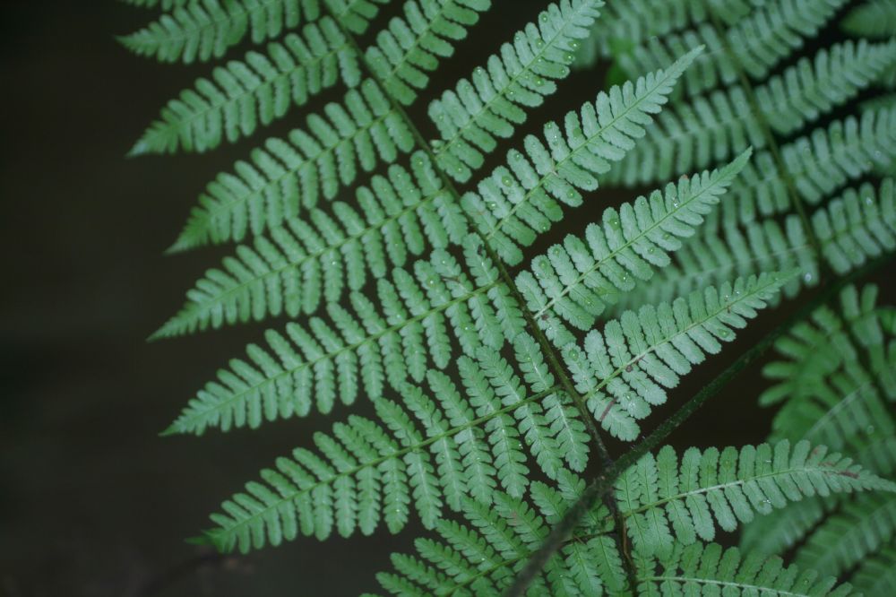 Dennstaedtiaceae Hypolepis hostilis