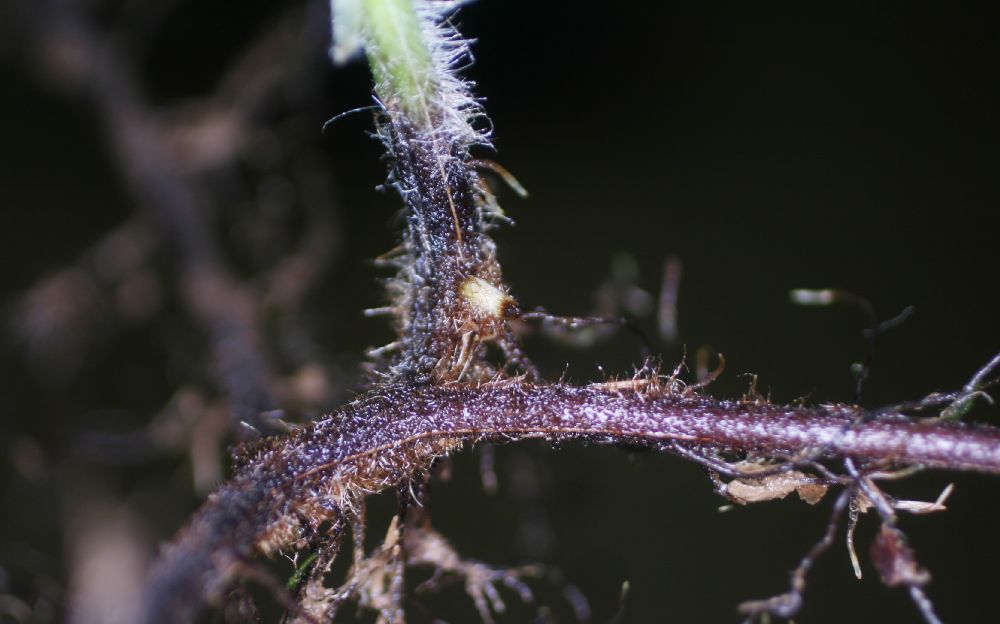 Dennstaedtiaceae Hypolepis hostilis