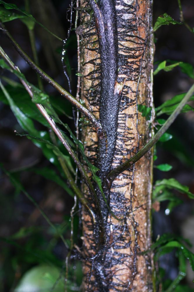 Lomariopsidaceae Lomariopsis japurensis