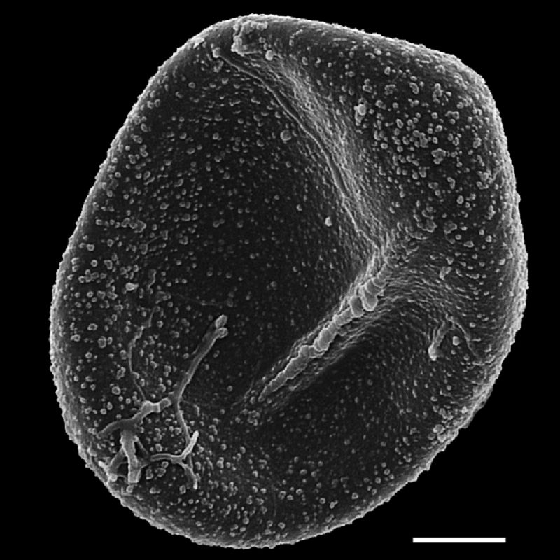 Lomariopsidaceae Bolbitis crispatula