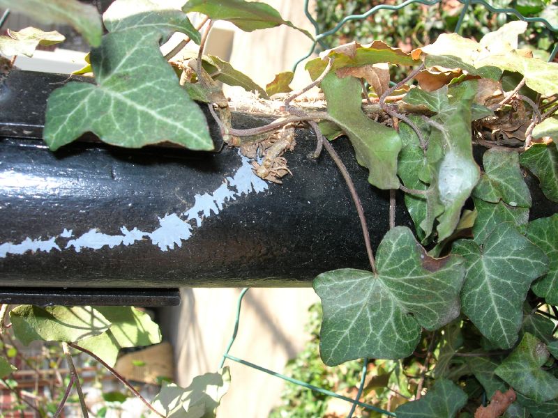 Araliaceae Hedera helix