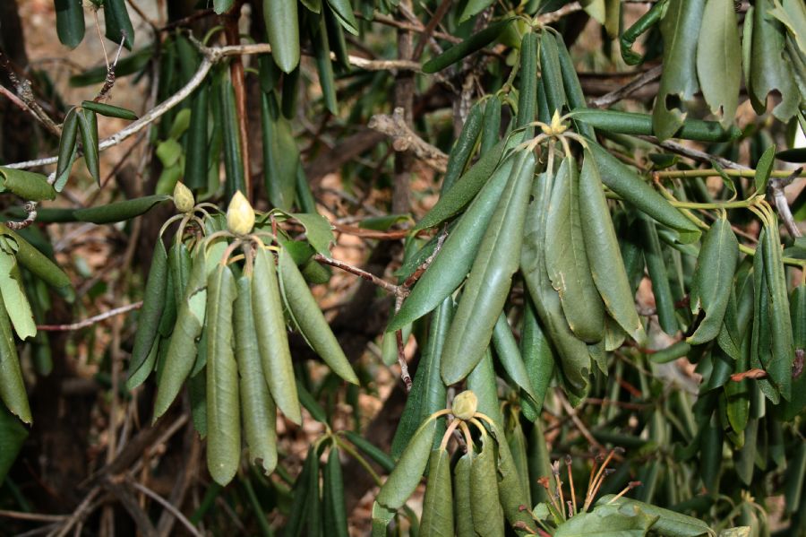 Ericaceae Rhododendron maximum