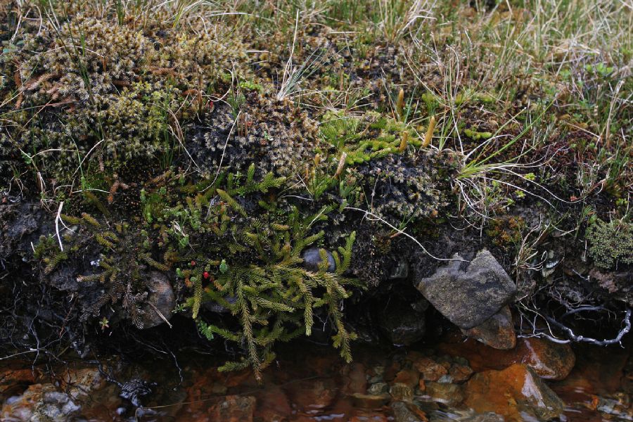 Lycopodiaceae Austrolycopodium magellanicum