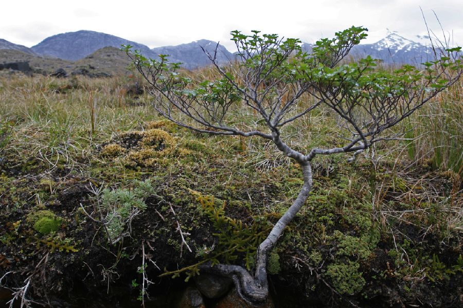 Lycopodiaceae Austrolycopodium magellanicum