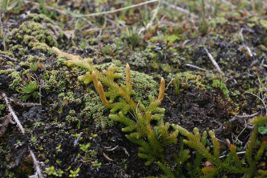 Lycopodiaceae Austrolycopodium magellanicum