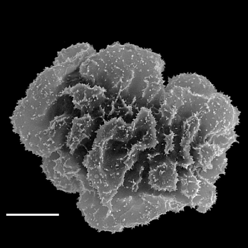 Hypodematiaceae Didymochlaena truncatula