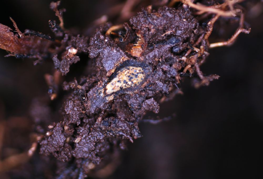  Dracoglossum plantagineum