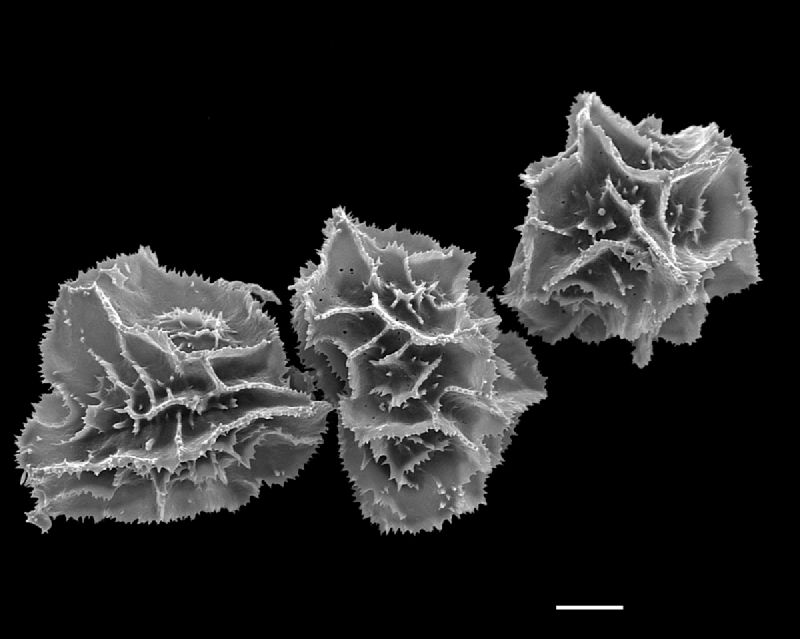 Dryopteridaceae Arachniodes denticulata