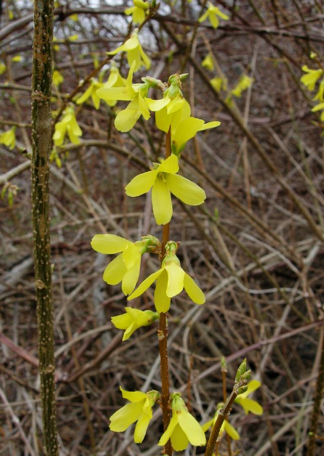 Oleaceae Forsythia 