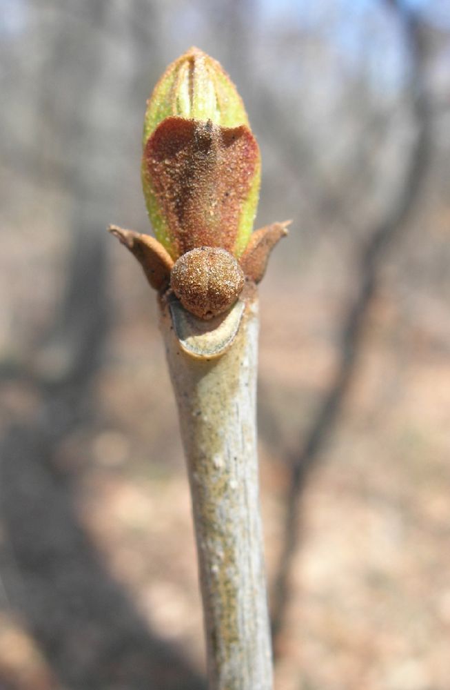 Oleaceae Fraxinus americana