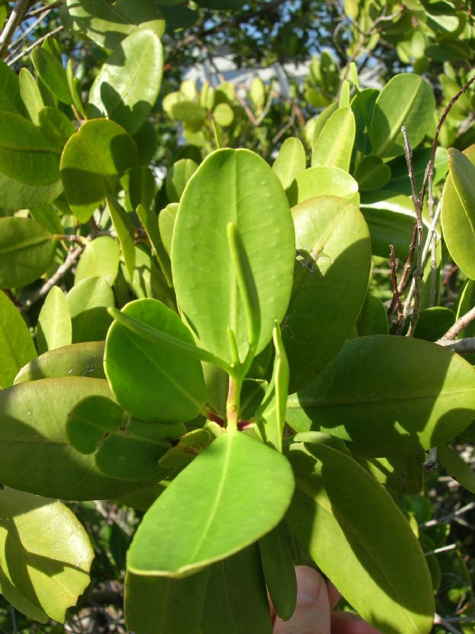 Combretaceae Laguncularia racemosa