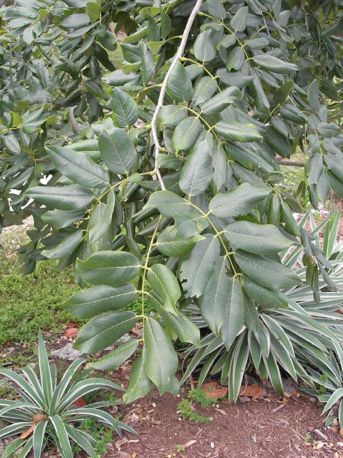 Fabaceae Piscidia piscipula