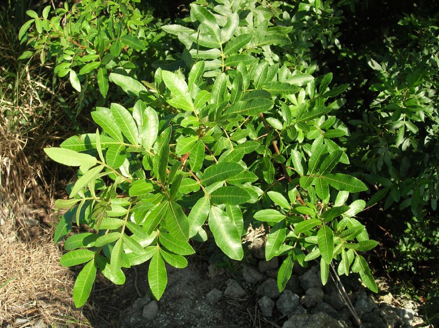 Anacardiaceae Schinus terebinthifolius