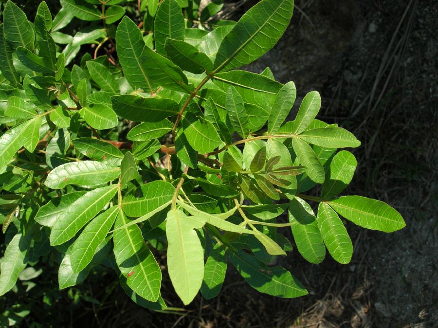 Anacardiaceae Schinus terebinthifolius