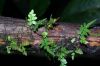 image of Asplenium auriculatum