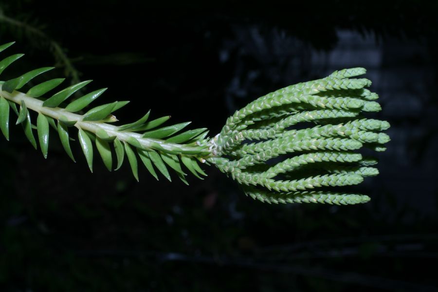 Lycopodiaceae Phlegmariurus phlemarioides