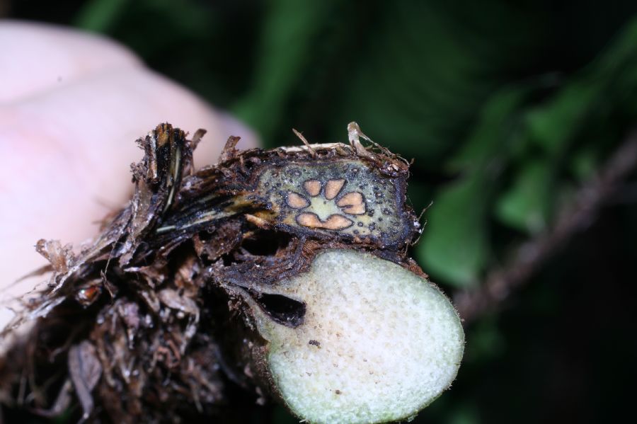 Lomariopsidaceae Lomariopsis vestita