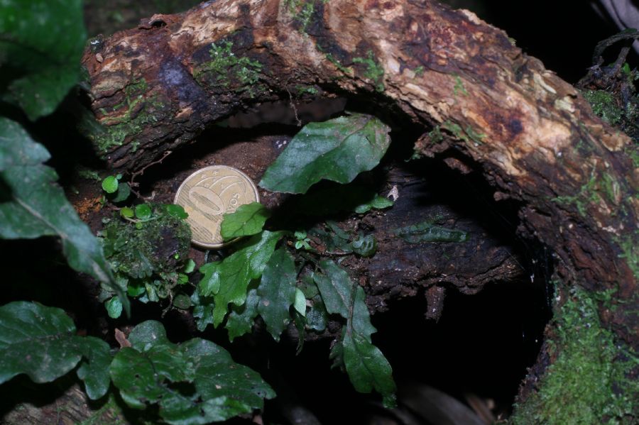  Mickelia nicotianifolia