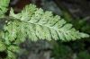 image of Asplenium leucothrix