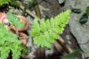 image of Asplenium leucothrix