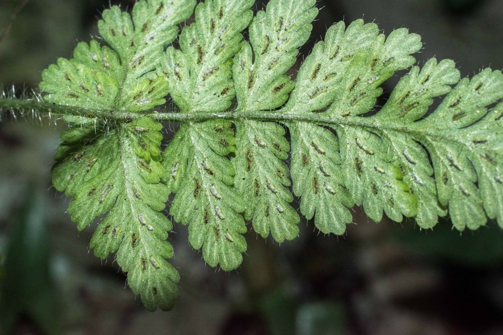 Aspleniaceae Asplenium leucothrix