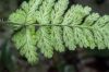 image of Asplenium leucothrix