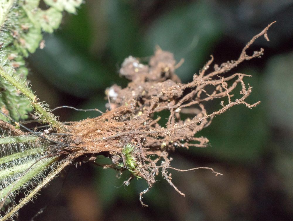 Aspleniaceae Asplenium leucothrix