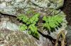 image of Asplenium leucothrix