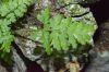 image of Asplenium leucothrix