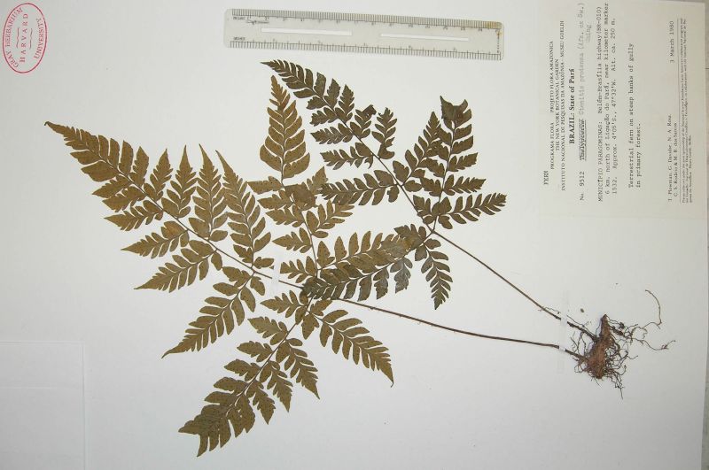 Tectariaceae Triplophyllum glabrum