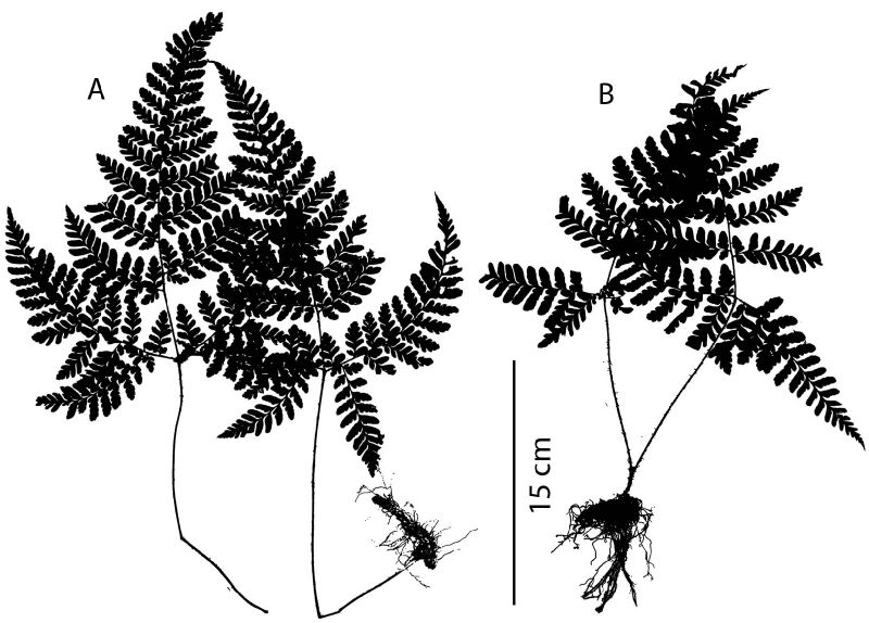 Tectariaceae Triplophyllum chocoense