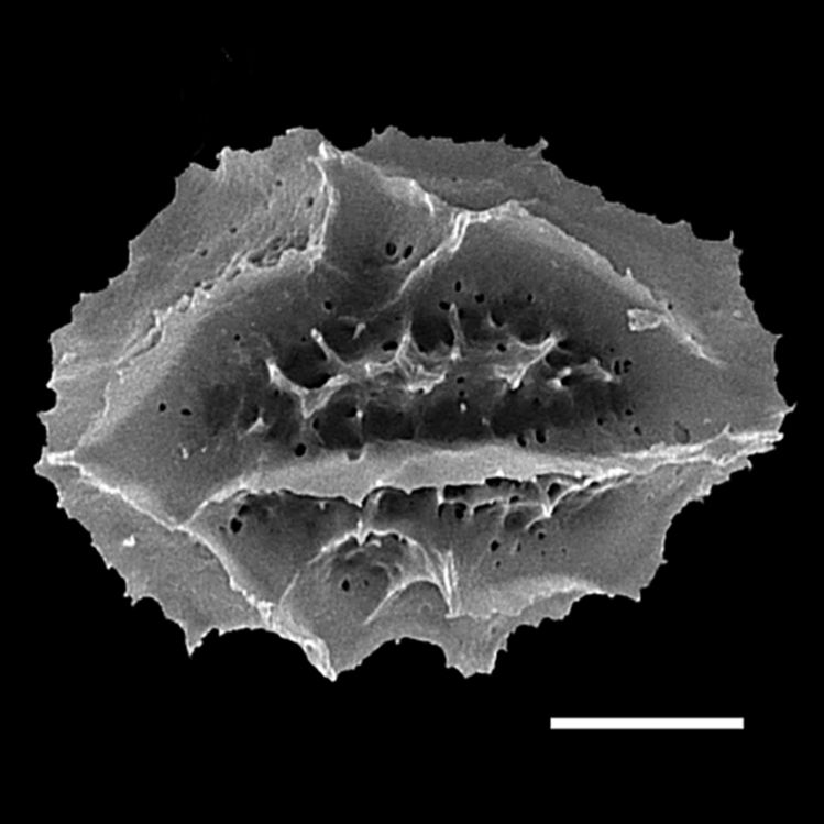 Aspleniaceae Asplenium rhizophyllum