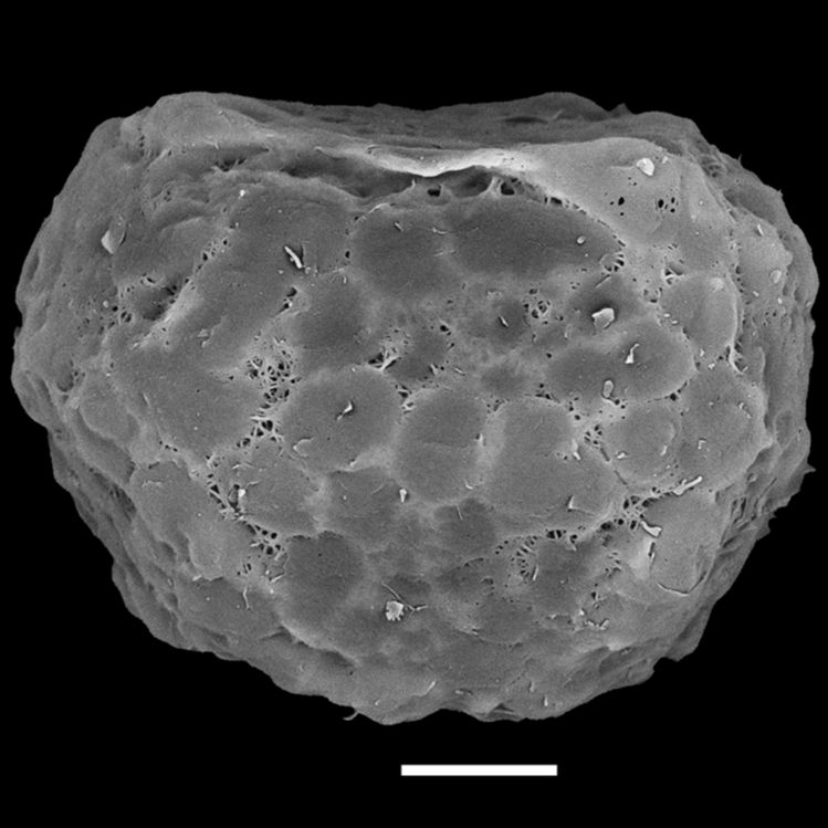 Blechnaceae Blechnidium melanopus