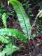 image of Elaphoglossum latifolium