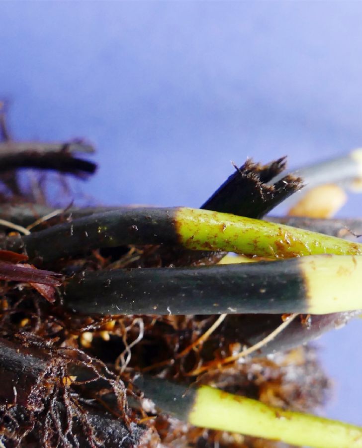 Dryopteridaceae Elaphoglossum latifolium