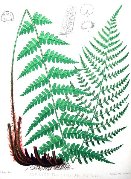 Dryopteridaceae Dryopteris ludoviciana