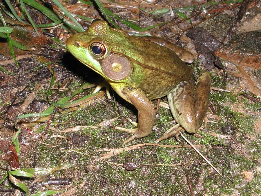 Ranidae Rana clamitans