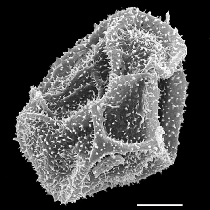 Dryopteridaceae Dryopteris expansa