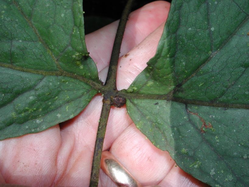 Tectariaceae Tectaria antioquioana