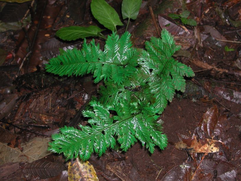 Hymenophyllaceae Trichomanes elegans