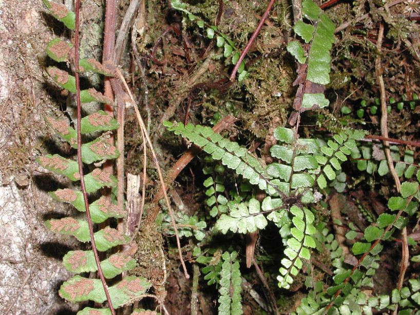 Aspleniaceae Asplenium monanthes