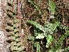 image of Asplenium monanthes