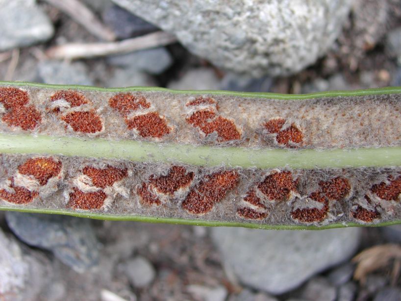 Polypodiaceae Niphidium longifolium