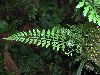 image of Asplenium cuspidatum