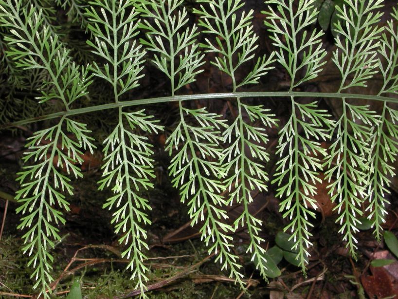 Aspleniaceae Asplenium foeniculaceum