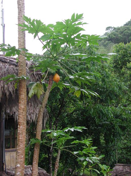 Caricaceae Carica papaya